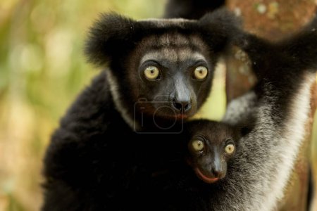Photo for Portrait of Lemur Indri, mother and baby. Largest lemur from Madagascar in its natural environment of rainforest. Travel to Madagascar wilderness. - Royalty Free Image