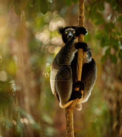 Foto de Lemur en el tema salvaje: Lemur Indri, un lémur más grande de Madagascar contra un fondo de bosque lluvioso retroiluminado, contacto con los ojos, piel oscura, animal salvaje. Madagascar protección de la naturaleza. - Imagen libre de derechos