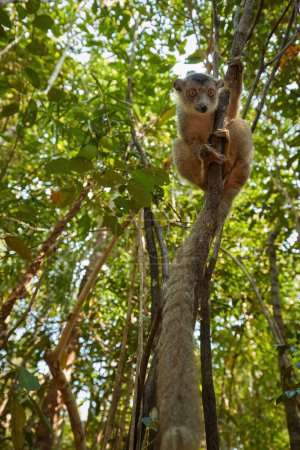 Foto de Ultrawide photo of the Crowned Lemur, Eulemur coronatus. Un lémur diurno de la parte norte de Madagascar en su hábitat natural de bosque caducifolio seco. Vista desde el suelo hasta las copas de los árboles. - Imagen libre de derechos