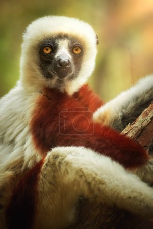 Téléchargez les photos : Portrait du sifaka de Coquerel, Propithecus coquereli, contact visuel, gros plan singe endémique de Madagascar, fourrure rouge et blanche et longue queue. Madagascar - en image libre de droit