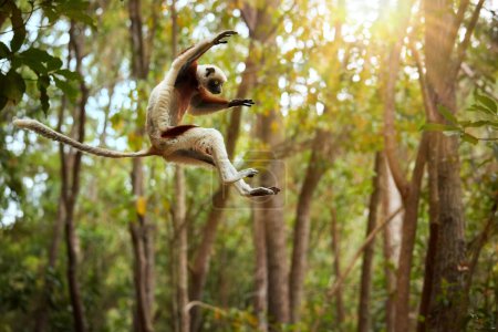 Foto de Jumping Coquerel's sifaka, Propithecus coquereli, jumping lemur in the air against rain forest canopy, monkey endemic to Madagascar, red and white colored fur and long tail.  Madagascar - Imagen libre de derechos