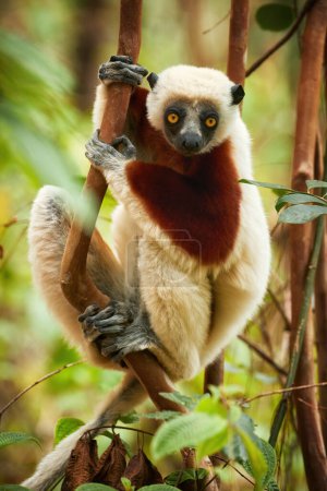 Foto de Sifaka de Coquerel, Propithecus coquereli, lémur endémico de Madagascar, piel de color rojo y blanco, mirando fijamente a la cámara, entorno de la selva tropical nativa. Madagascar - Imagen libre de derechos
