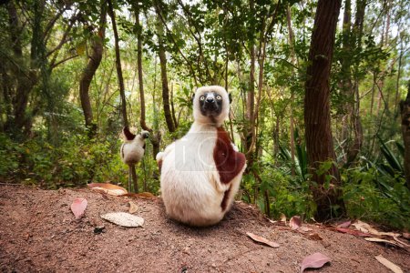 Foto de Grupo de sifakas de Coquerel, Propithecus coquereli, foto de gran angular de lémures endémicos de Madagascar, piel de color rojo y blanco, mirando fijamente a la cámara, entorno de la selva tropical nativa. Madagascar - Imagen libre de derechos