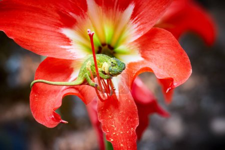 Téléchargez les photos : Caméléon de couleur verte et bleue sur un lys rouge, gros plan, regardant dans la caméra, des nuances de couleurs vives rouge et vert, la faune de Madagascar - en image libre de droit