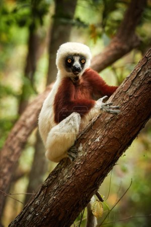 Photo for Coquerel's sifaka, Propithecus coquereli, lemur endemic to Madagascar, red and white colored fur, staring at camera,native rain forest envirnoment. Madagascar - Royalty Free Image