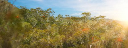 Téléchargez les photos : Parc national d'Andasibe, une forêt tropicale indigène contre le ciel bleu et le soleil, un habitat pour les lémuriens et les caméléons. Madagascar - en image libre de droit