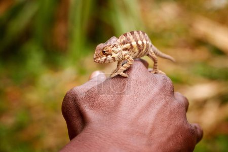 Foto de Panther Chameleon, Furcifer pardalis, camaleón rayado trepando por la mano de un conservacionista de Madagascar hacia la cámara. Fondo de color borroso. Madagascar. - Imagen libre de derechos