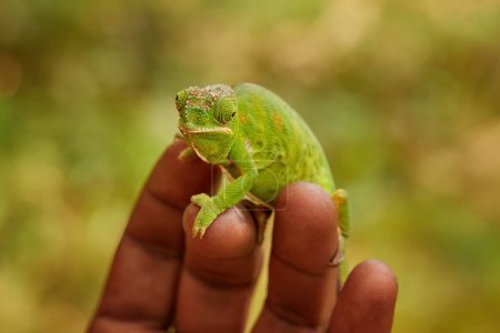 Téléchargez les photos : Furcifer bifidus, Caméléon rayé vert et orange attrayant sur les doigts bruns d'un écologiste malgache face à la caméra. Fond de couleur floue. Madagascar. - en image libre de droit