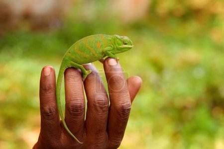 Foto de Furcifer bifidus, Atractivo camaleón verde y naranja rayado en los dedos marrones de un conservacionista malgache frente a la cámara. Fondo de color borroso. Madagascar. - Imagen libre de derechos