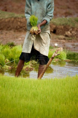 Téléchargez les photos : Une malgache plantant du riz. Une femme avec un chapeau se tient dans un champ boueux tenant des semis de riz vert. Culture manuelle de riz à Madagascar. Le travail d'une femme. - en image libre de droit