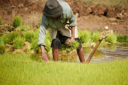 Photo for A Malagasy woman planting rice. A woman with hat stands in a muddy field holding green rice seedlings. Hand cultivation of rice in Madagascar. A woman's work. - Royalty Free Image