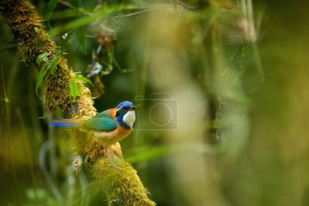 Photo for Pitta-like ground roller, Atelornis pittoides, cobalt blue and orange bird, endemic to Madagascar, in its natural environment of Ranomafana rain forest. Madagascar birding concept. - Royalty Free Image
