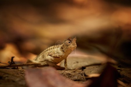 Foto de Hidden Animals: Brown leaf Chameleon, Brookesia Superciliaris, a small cameleon Imitating the Brown Leaves. Tonos de color marrón y dorado. Parque nacional Ranomafana, Madagascar salvaje. - Imagen libre de derechos