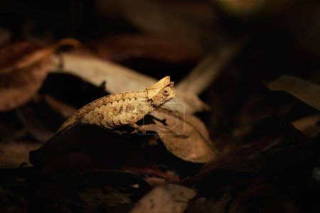 Photo for Hidden Animals: Brown leaf Chameleon, Brookesia Superciliaris, a small chameleon Imitating the Brown Leaves. Shades of brown and gold colors. Ranomafana national park, wild Madagascar. - Royalty Free Image