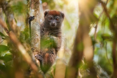 Photo for Lemur protection theme: Eastern lesser or Grey Bamboo Lemur, Hapalemur griseus, sitting on branch, eye contact, background with rays of sun in rainforest of Ranomafana National Park, Madagascar. - Royalty Free Image