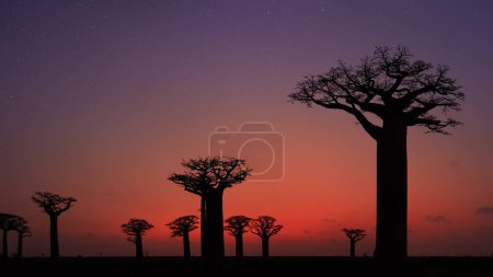 Téléchargez les photos : Des baobabs massifs, des silhouettes noires contre un ciel rouge aux premières étoiles. Paysage typique de Madagascar avec ruelle baobab. Vacances en Madagascar concept, Morondava, Afrique. - en image libre de droit