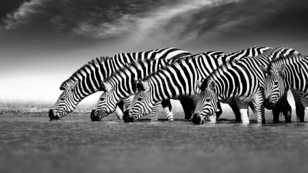 Téléchargez les photos : Photographie noir et blanc, artistiquement stylisée de zèbres avec leurs têtes alignées dans une rangée, l'eau potable d'un trou d'eau. Fond sombre flou avec de minuscules nuages. Nxai Pan, Botswana. - en image libre de droit