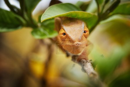 Photo for Parson's chameleon, Calumma parsonii, very close-up direct view of orange-green colored chameleon, eyes contact, tropical forest of Ranomafana, Madagascar. - Royalty Free Image