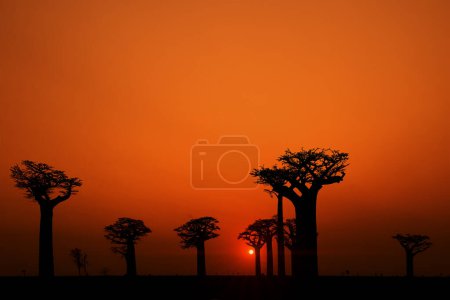 Téléchargez les photos : Des baobabs massifs, des silhouettes noires contre un ciel rouge aux premières étoiles. Paysage typique de Madagascar avec ruelle baobab. Vacances en Madagascar concept, Morondava, Afrique. - en image libre de droit