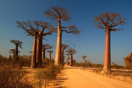 Téléchargez les photos : Célèbre allée Baobab arbres contre ciel bleu avec des nuages éclairés au coucher du soleil. Avenue des baobabs à Madagascar. Thème Voyage Madagascar. - en image libre de droit