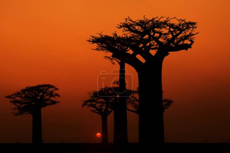 Foto de Masivos baobabs, siluetas negras contra un cielo rojo con primeras estrellas. Paisaje típico de Madagascar con callejón baobab. Concepto de vacaciones en Madagascar, Morondava, África. - Imagen libre de derechos