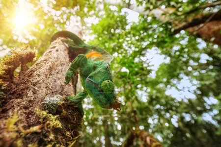 Foto de Camaleón del párroco, Calumma parsonii, vista directa muy cercana del camaleón de color verde anaranjado, contacto visual, bosque tropical de Ranomafana, Madagascar. - Imagen libre de derechos