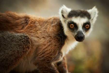 Foto de Lémur de cola anillada, Lemur catta, un animal en peligro de extinción endémico de Madagascar, encaramado en el borde de una roca, calentándose del sol. Madagascar salvaje. - Imagen libre de derechos