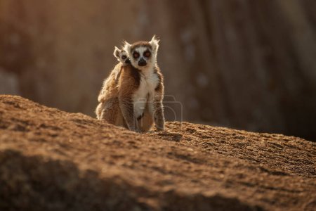 Foto de Lémures de cola anillada, Lemurs catta, animales familia granito roca por el sol de la mañana. Animales salvajes, Madagascar. - Imagen libre de derechos