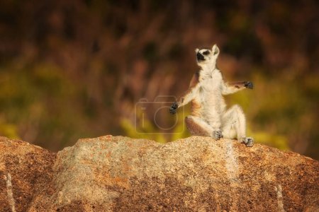 Photo for Ring-tailed lemur, Lemur catta, an endangered animal endemic to Madagascar, perched on the edge of a rock, warming from the sun. Wild Madagascar. - Royalty Free Image