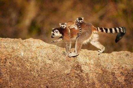 Photo for Ring-tailed lemurs, Lemurs catta, animals family granite rock by morning sun. Wild animals, Madagascar. - Royalty Free Image