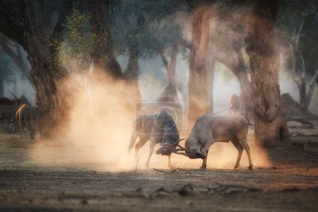 Eland Antilope, Taurotragus oryx, zwei Männchen, die in einer orangen Staubwolke kämpfen, die von der Morgensonne erhellt wird. Niedriger Winkel, Tiere in Aktion, Tierfotografie in Mana Pools, Simbabwe.