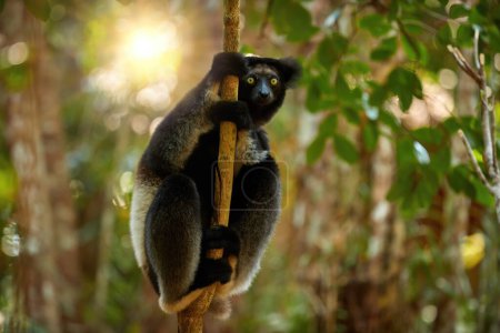 Photo for Lemur in wild theme: Lemur Indri, a largest lemur from Madagascar against a backlit rainforest background, eyes contact, dark fur, wild animal. Madagascar wilderness protection. - Royalty Free Image