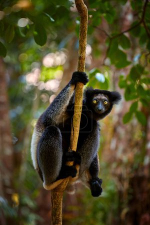 Foto de Lemur en estado salvaje: Lemur Indri, vista de cerca de un lémur más grande de Madagascar sobre un fondo de bosque lluvioso retroiluminado, contacto visual, lémur de color marrón oscuro y blanco, animal salvaje. Madagascar. - Imagen libre de derechos