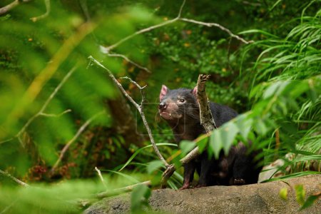 Tasmanian devil, Sarcophilus harrisii,the largest carnivorous marsupial native to Tasmania island. Female, ZOO Prague, Czech republic.