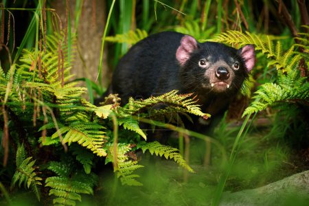 Tasmanian devil, Sarcophilus harrisii,the largest carnivorous marsupial native to Tasmania island. Female