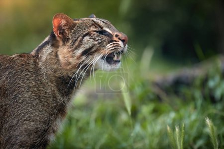 Photo for Portrait of Amur or Siberian Leopard Cat, Prionailurus bengalensis euptilurus, male cat showing teeths against blurred green environment of far east forest. - Royalty Free Image