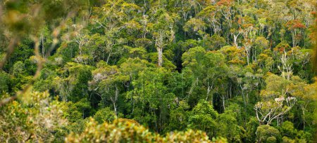 Téléchargez les photos : Parc national d'Andasibe, une forêt tropicale indigène et dense, vue panoramique sur l'habitat des lémuriens et des caméléons. Madagascar concept de protection de la nature. - en image libre de droit