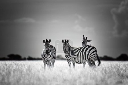 Téléchargez les photos : Thème de la photographie animalière en noir et blanc : un groupe de zèbres sur la savane, le contact visuel, le traitement artistique. Convient pour l'affiche ou la peinture. Safari photographique dans la réserve de Moremi au Botswana. - en image libre de droit