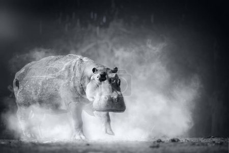 Photo for Hippopotamus, artist's black and white photograph of a hippo on the banks of the Zambezi River, Mana Pools national park, Zimbabwe. Ideal for poster projects. - Royalty Free Image