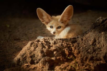 Photo for North African wildlife theme: Fennec fox, Vulpes zerda,  the smallest fox native to the deserts of North Africa. Direct eye contact, large ears, rocky desert. Sahara, Algeria. - Royalty Free Image