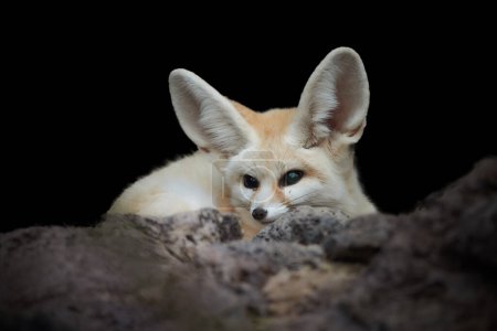 Vereinzelt auf schwarzem Hintergrund: Fennec Fox, Vulpes zerda, der kleinste Fuchs, der in den Wüsten Nordafrikas beheimatet ist. Direkter Blickkontakt, große Ohren, felsige Wüste. Sahara, Algerien