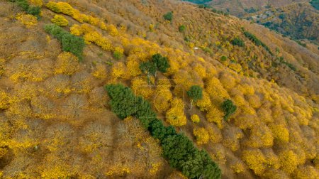 Foto de Vista panorámica del frondoso bosque de cobre en el valle del Genal, Andalucía - Imagen libre de derechos