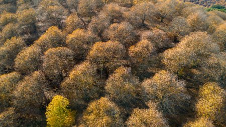 Foto de Vista aérea del bosque de cobre en el valle del Genal, España - Imagen libre de derechos