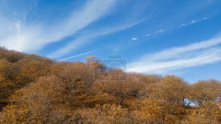Foto de Vista panorámica del frondoso bosque de cobre en el valle del Genal, Andalucía - Imagen libre de derechos