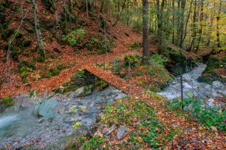 Téléchargez les photos : Pont sur la rivière dans les bois - en image libre de droit