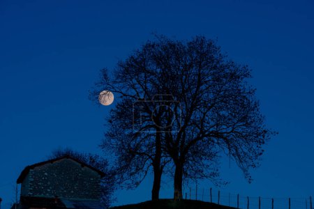 Foto de Árboles al atardecer con luna - Imagen libre de derechos