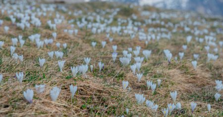 Crocus flowers that bloom as soon as the snow melts