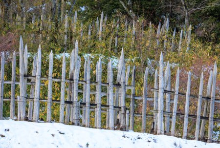 Foto de Line of sharpened wooden stakes in snowy forest on hill. High quality photo - Imagen libre de derechos