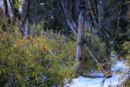 Foto de Sharpened wooden stakes form defensive line in winter forest. High quality photo - Imagen libre de derechos