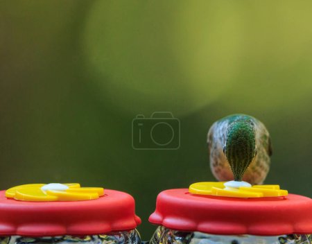 Foto de Hermoso colibrí sediento bebiendo néctar de un comedero. Foto de alta calidad - Imagen libre de derechos